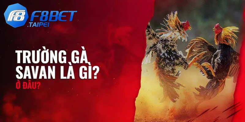 Trường Gà Savan F8BET – Đấu trường đỉnh cao của những chiến kê hàng đầu 2 Thông tin về trường đá gà Savan