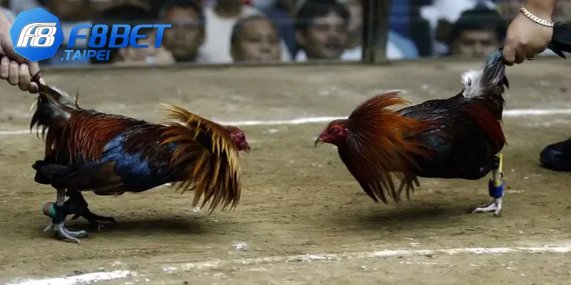 Giải mã sức hút đá gà Mộc Bài – Kịch tính & cơ hội thắng lớn 2 Điều gì thu hút người chơi đá gà tại Mộc Bài?
