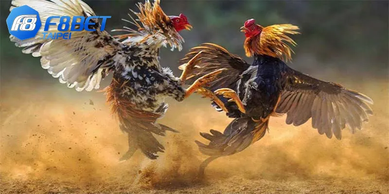 Sảnh đá gà WS168 hàng đầu, cá cược đỉnh cao cùng F8BET 4 Các bước tham gia trải nghiệm thực tế